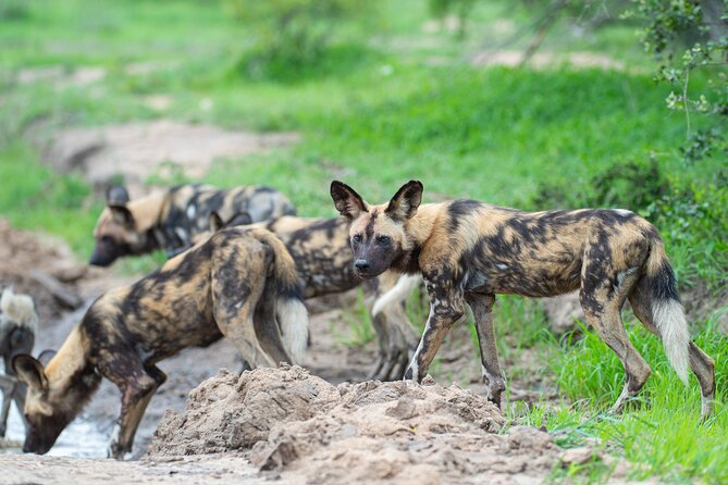 Affordable 3-Day Safari to Serengeti & Ngorongoro Crater - Day two: Serengeti game drive and the road to Ngorongoro
