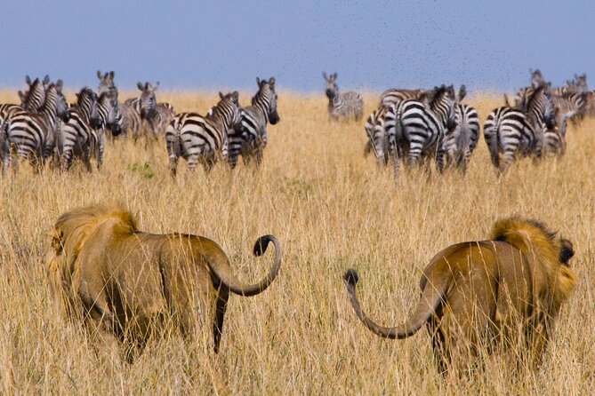 Affordable 3-Day Safari to Serengeti & Ngorongoro Crater - Leaving Arusha at 6:00 am