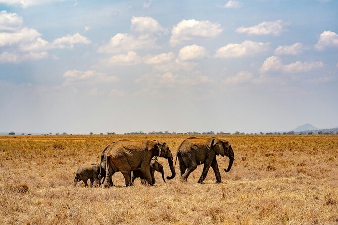 Affordable 4 Days Tanzania Private Mid-range Lodge Safari Tour - Day 3: Leaving Serengeti for the crater rim