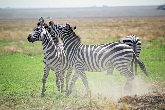 Affordable 4 Days Tanzania Private Mid-range Lodge Safari Tour - Day 4: Down into Ngorongoro Crater