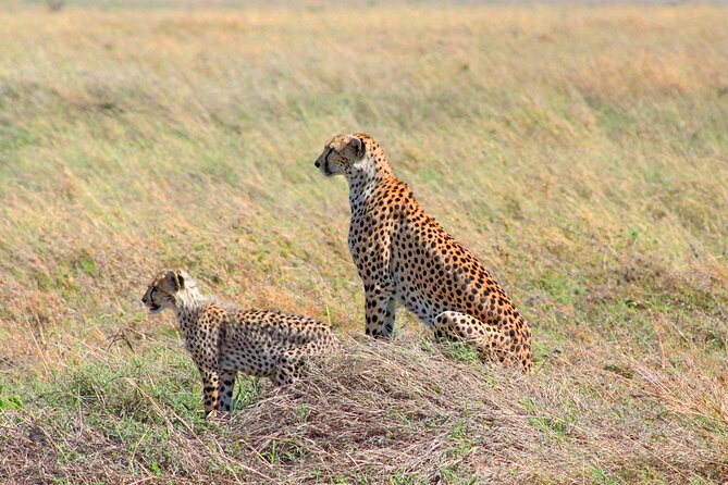 Affordable 4 Days Tanzania Private Mid-range Lodge Safari Tour - What the private format adds