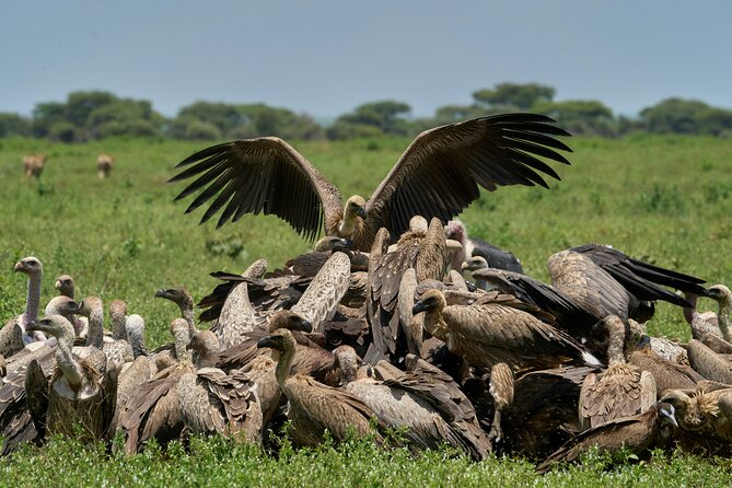 Affordable 4 Days Tanzania Private Mid-range Lodge Safari Tour - Accommodation and meals: useful value, limited detail