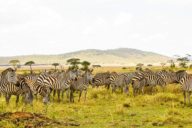 Affordable 4 Days Tanzania Private Mid-range Lodge Safari Tour - Day 1: From Arusha through Ngorongoro to Seronera