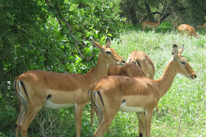 Affordable 5 days Tanzania budget camping safari (group joining) - Tarangire’s elephants and baobab country