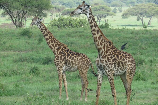 Affordable 5 days Tanzania budget camping safari (group joining) - A Serengeti morning before Ngorongoro