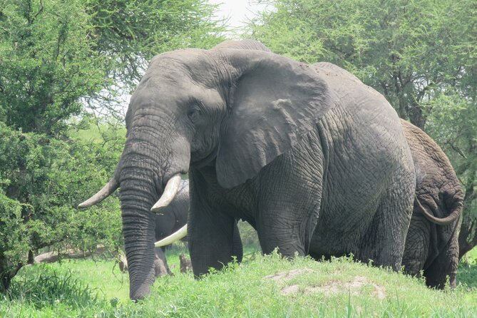 Affordable 5 days Tanzania budget camping safari (group joining) - Camping, food, and the group experience