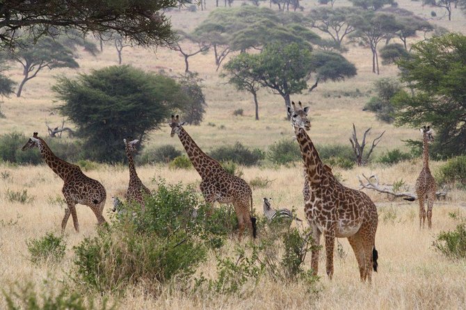 Affordable Short Tanzania Safari (2 Days Camping Safari) - Two parks, two very different safari moods