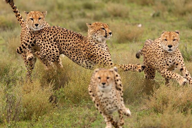 Amazing 4 Days Safari 3 Nights: Tarangire, Ngorongoro, Serengeti - What to pack and clarify before you go