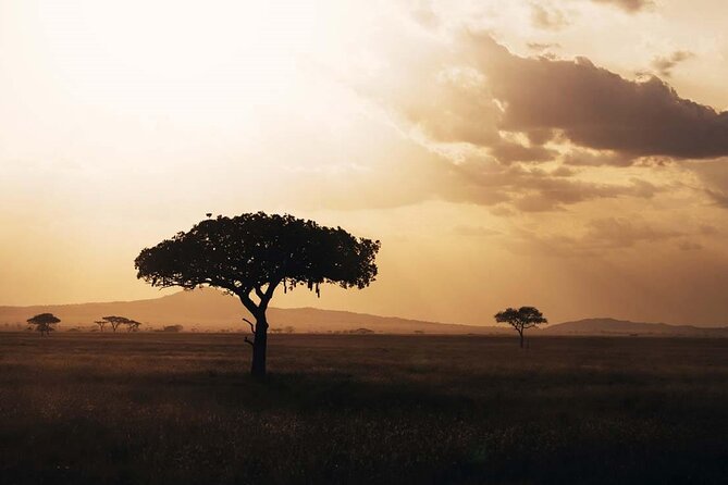 Amazing 4 Days Safari 3 Nights: Tarangire, Ngorongoro, Serengeti - Starting at Kilimanjaro Airport at 8:00 am