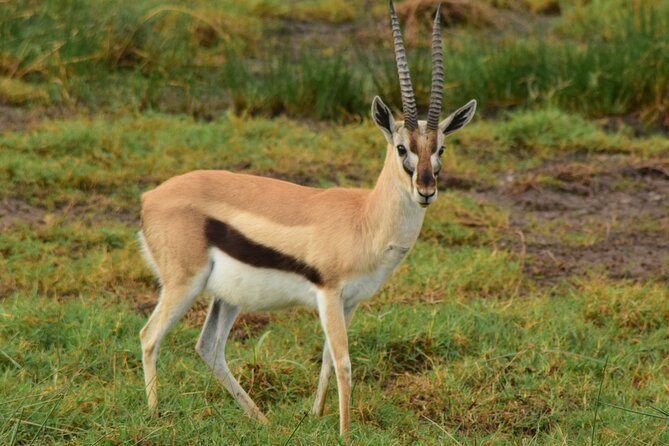 Amazing 4 Days Tanzania Budget Camping Group Joining Safari - Day 4: Wildlife concentrated on the Ngorongoro Crater floor