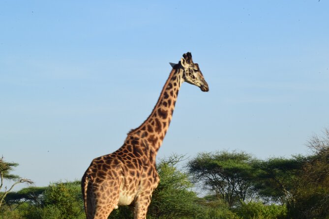 Amazing 4 Days Tanzania Budget Camping Group Joining Safari - The vehicle, guide, and group question