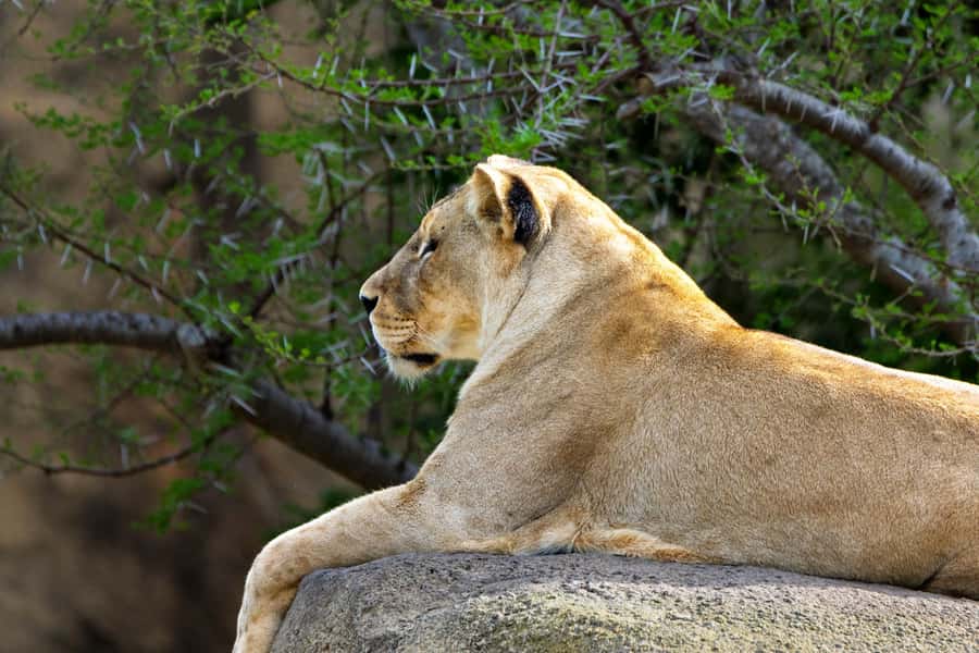 Arusha: 2 Day Tarangire & Ngorongoro Crater Big Five Safari - Key points to know before booking