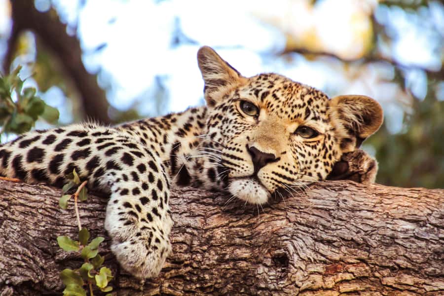 Arusha: 2 Day Tarangire & Ngorongoro Crater Big Five Safari - Why this two-day route works