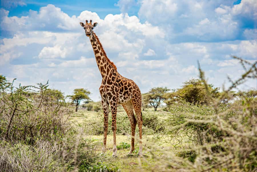 Arusha: 2 Day Tarangire & Ngorongoro Crater Big Five Safari - Choosing between camping and a mid-range lodge