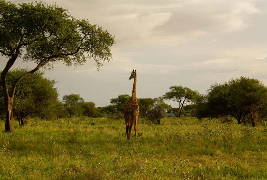 Arusha: 2 Day Tarangire & Ngorongoro Crater Big Five Safari - What the $530 price covers