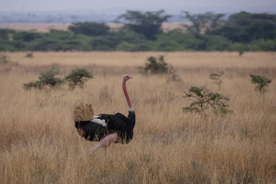 Arusha: 2 Day Tarangire & Ngorongoro Crater Big Five Safari - Booking details that matter