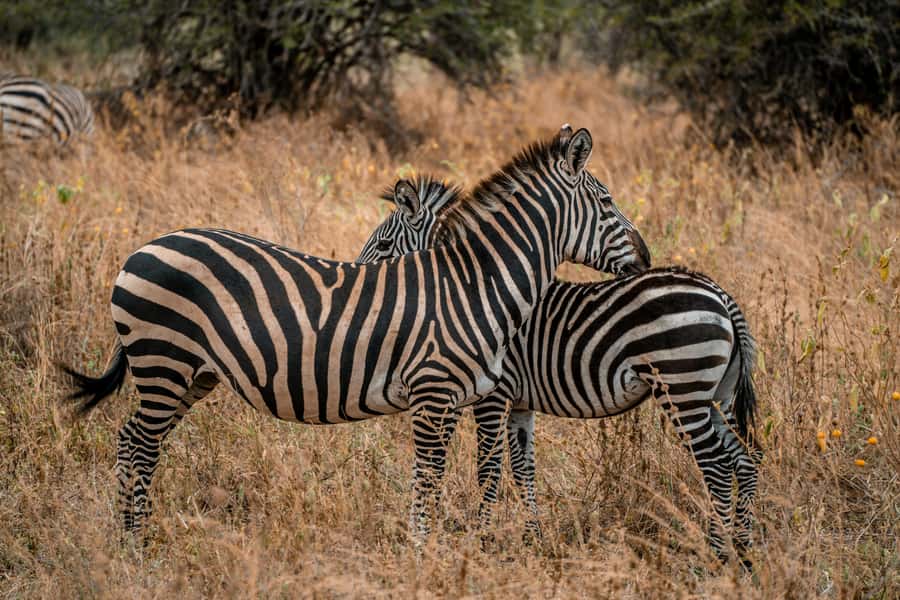 Arusha: 2 Day Tarangire & Ngorongoro Crater Big Five Safari - Should you book it?
