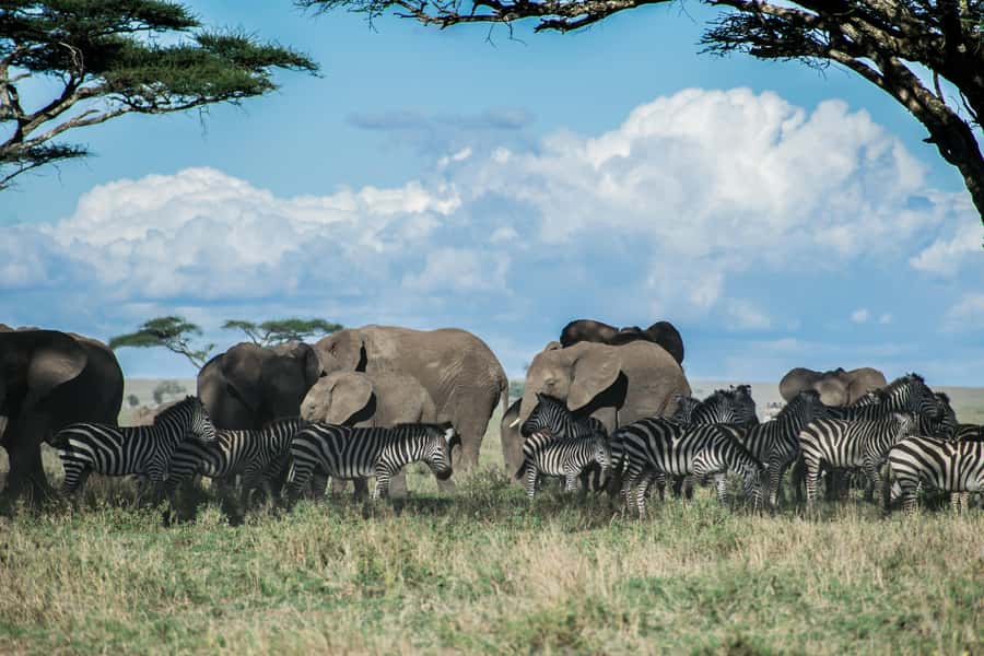 Arusha: 2 Day Tarangire & Ngorongoro Crater Big Five Safari - Day 1: Arusha to Tarangire’s elephant country