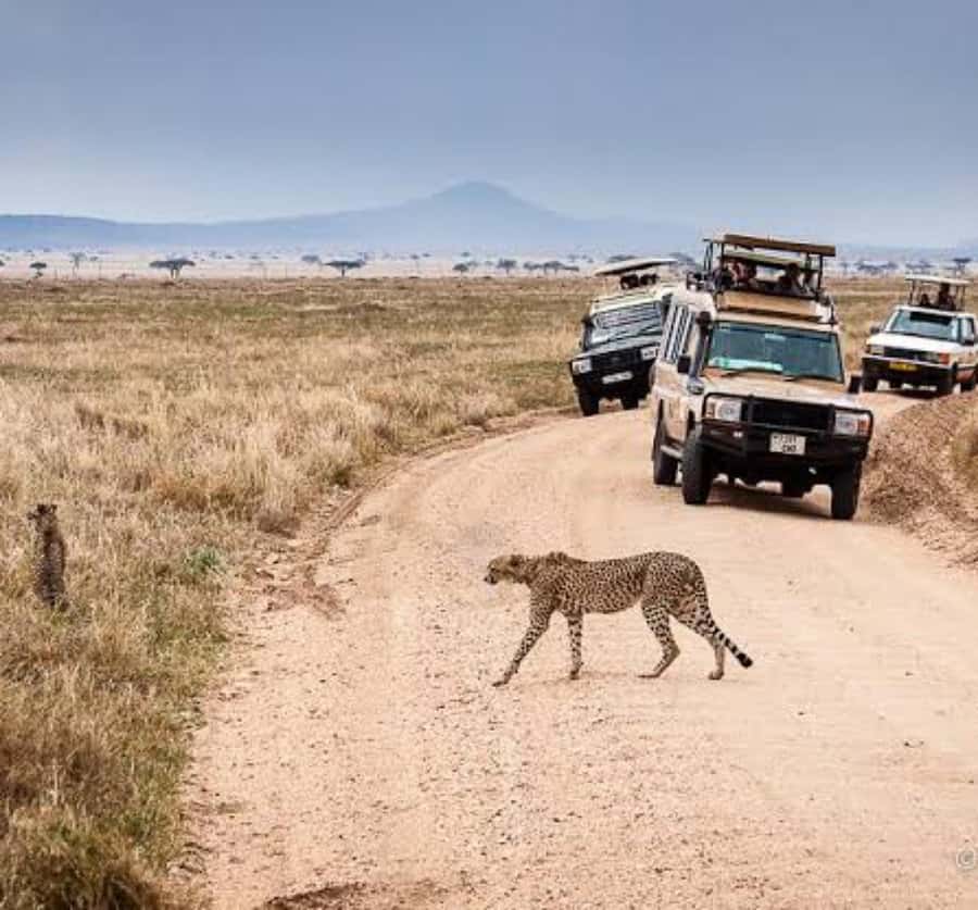 Arusha: 3-Day Serengeti & Ngorongoro Crater Big Five Safari - Key points to know before booking