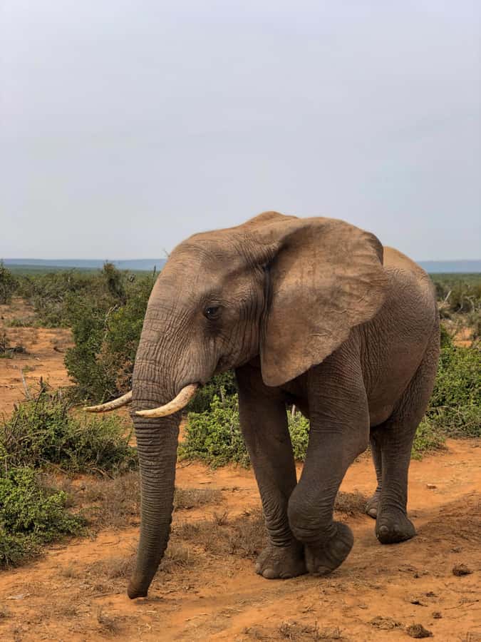 Arusha: 3-Day Serengeti & Ngorongoro Crater Big Five Safari - Why this three-day route works