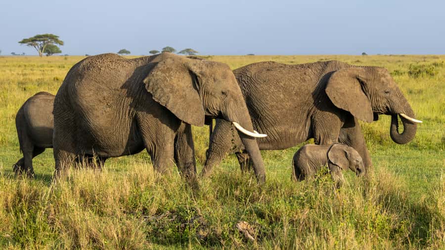 Arusha: 3-Day Serengeti & Ngorongoro Crater Big Five Safari - Day two: a Serengeti sunrise, then the Ngorongoro Highlands