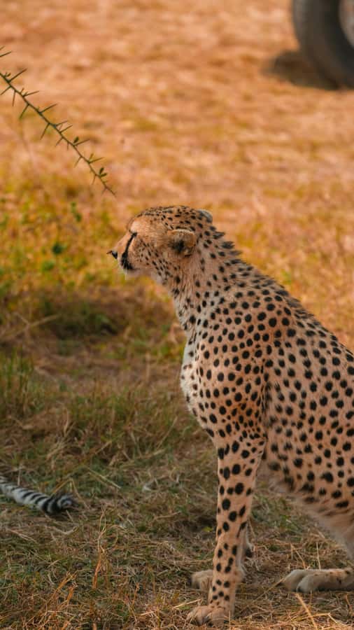 Arusha: 3-Day Serengeti & Ngorongoro Crater Big Five Safari - Lodge comfort or public-campsite adventure