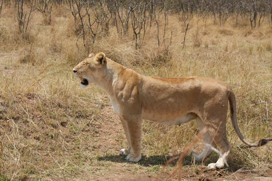 Arusha: 3-Day Serengeti & Ngorongoro Crater Big Five Safari - The Land Cruiser, road conditions, and safety