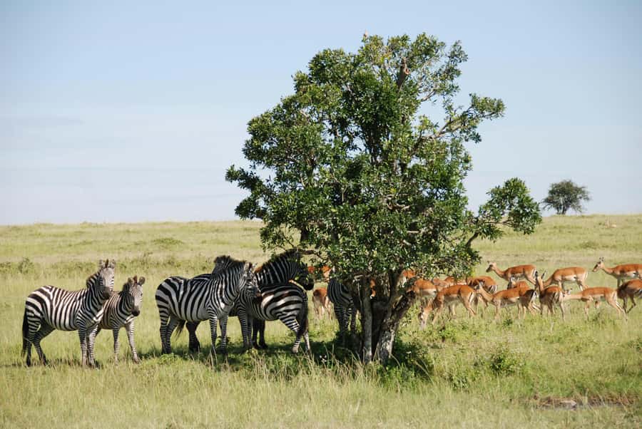 Arusha: 3-Day Serengeti & Ngorongoro Crater Big Five Safari - What to pack for three days