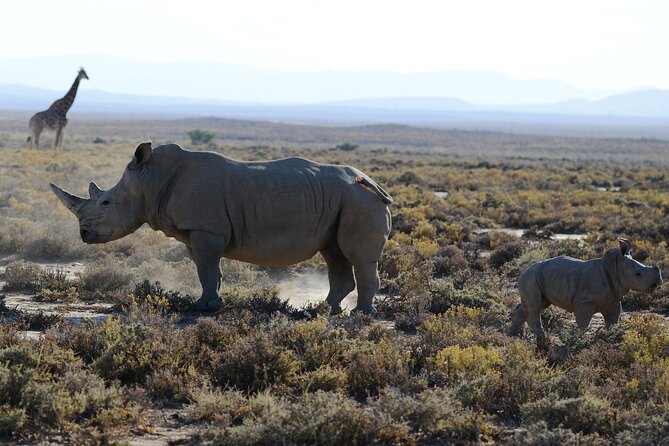 Arusha: 5 days Safari Trip Tarangire, Lake Manyara and Ngorongoro - Guides, driving and the private-tour advantage