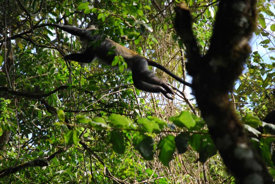 Arusha: Arusha National Park Day Trip w/ Game Drives & Lunch - Leaving Tulia Boutique Hotel & Spa at 8:30