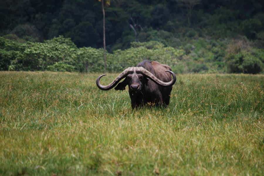 Arusha: Arusha National Park Day Trip w/ Game Drives & Lunch - Morning game drive through Arusha National Park