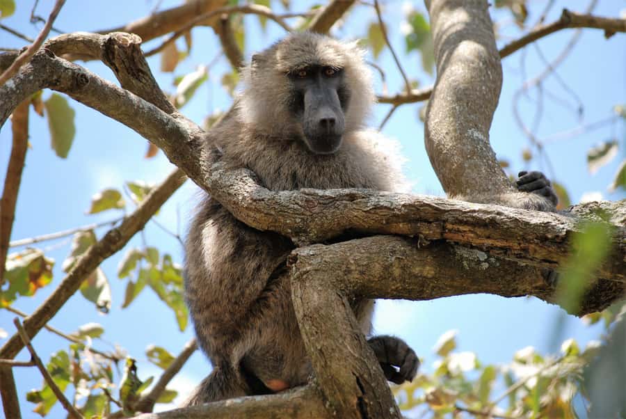 Arusha: Arusha National Park Day Trip w/ Game Drives & Lunch - Momela Lakes and their changing colors