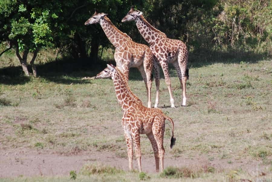 Arusha: Arusha National Park Day Trip w/ Game Drives & Lunch - Lunch at Momela Wildlife Lodge