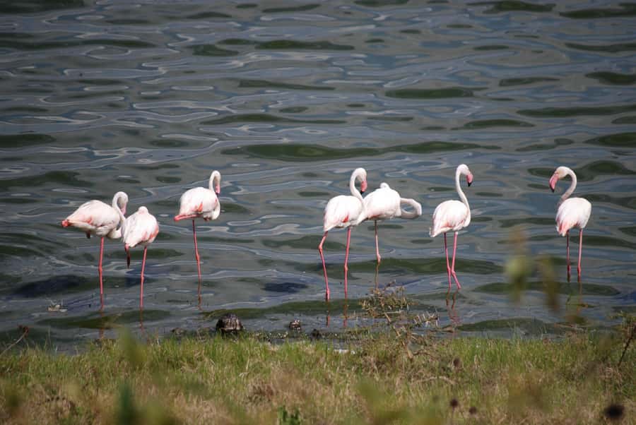Arusha: Arusha National Park Day Trip w/ Game Drives & Lunch - Ngurdoto Crater, a fifteen-million-year-old view