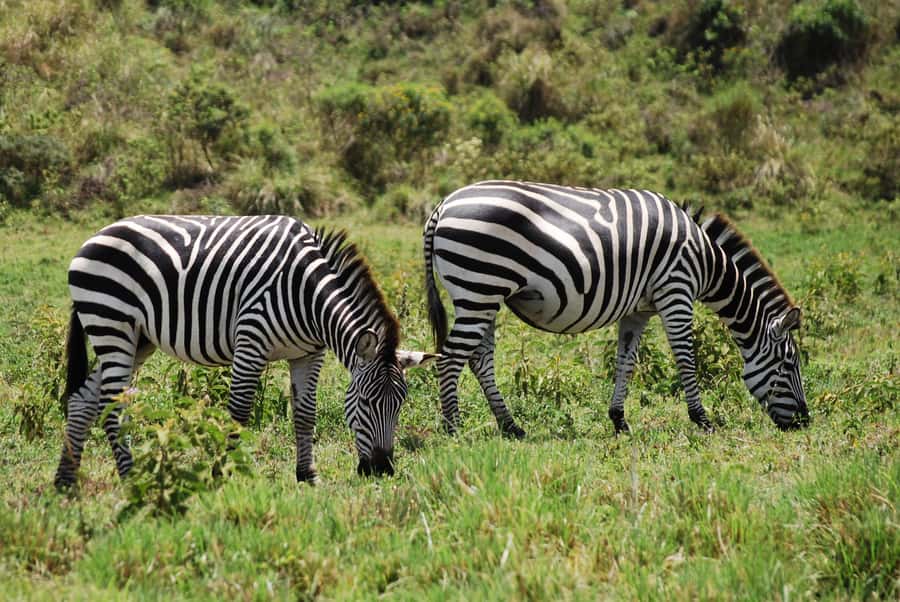 Arusha: Arusha National Park Day Trip w/ Game Drives & Lunch - Mount Meru and the park’s wider scenery