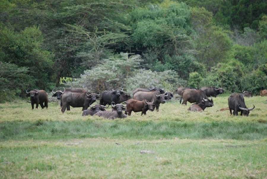 Arusha: Arusha National Park Day Trip w/ Game Drives & Lunch - The road to the park and the value of a private vehicle