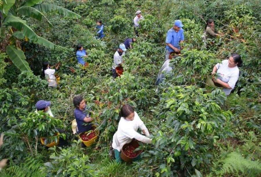 Arusha: Coffee Plantation Tour with Tasting and Hands-On … - Turning fresh cherries into coffee beans