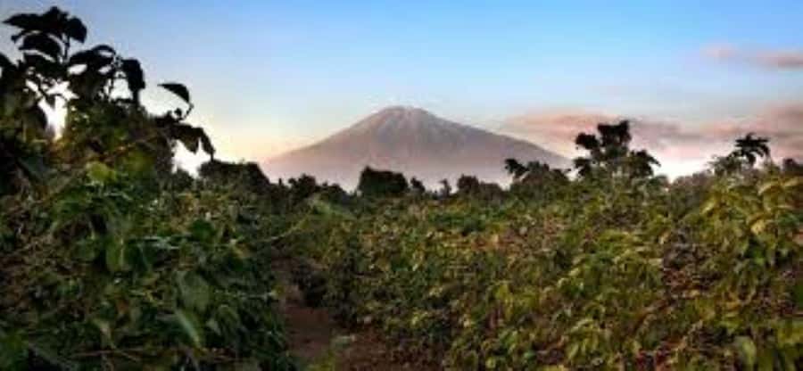 Arusha: Coffee Plantation Tour with Tasting and Hands-On … - Learning how roasting changes the cup
