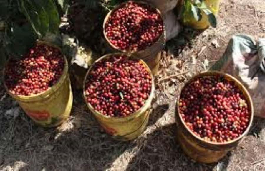 Arusha: Coffee Plantation Tour with Tasting and Hands-On … - Walking through the coffee trees