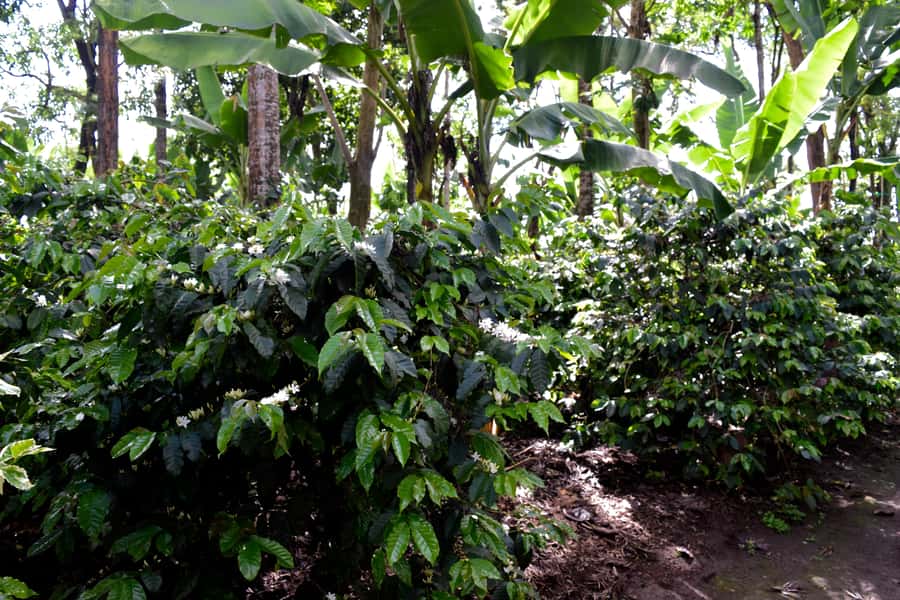 Arusha: Coffee Tour - The mortar, pestle, and songs