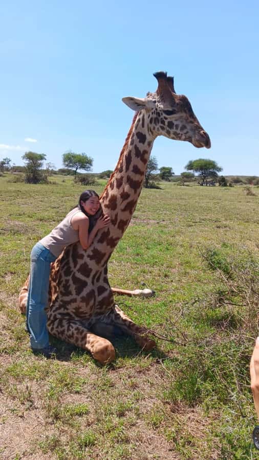 Arusha: Day Trip to Serval Wildlife - Feed Giraffes & Lions - The supervised lion photo encounter