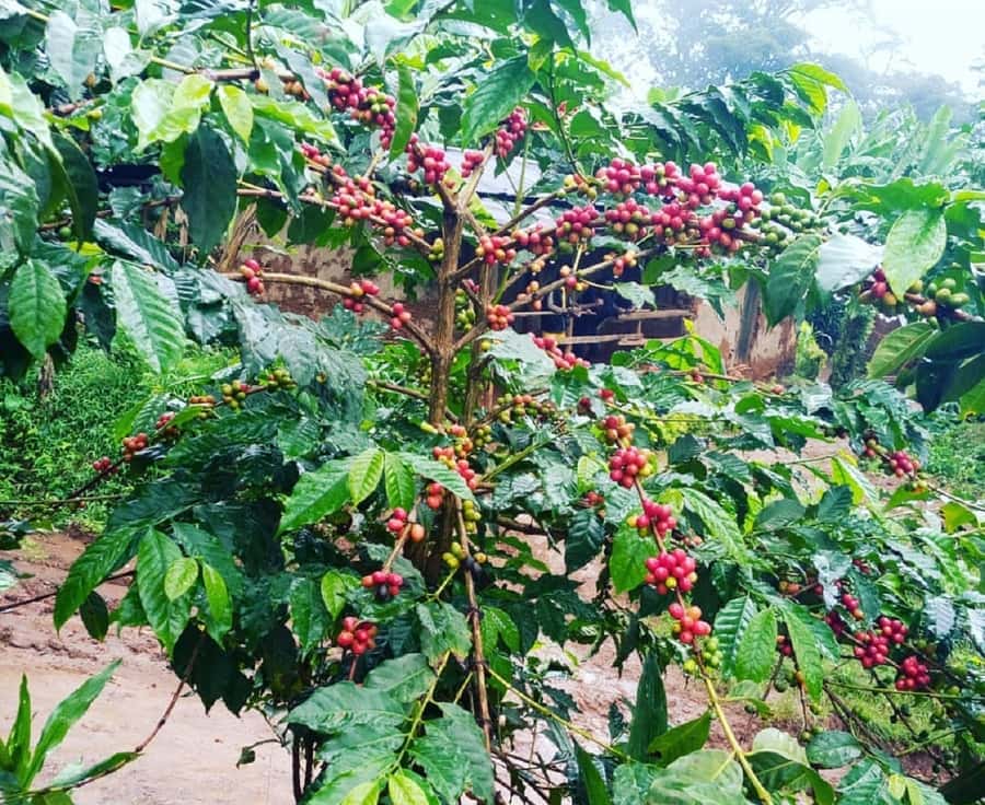 Arusha: Materuni Waterfalls, Coffee, and Hotsprings Tour - Who should book this experience?