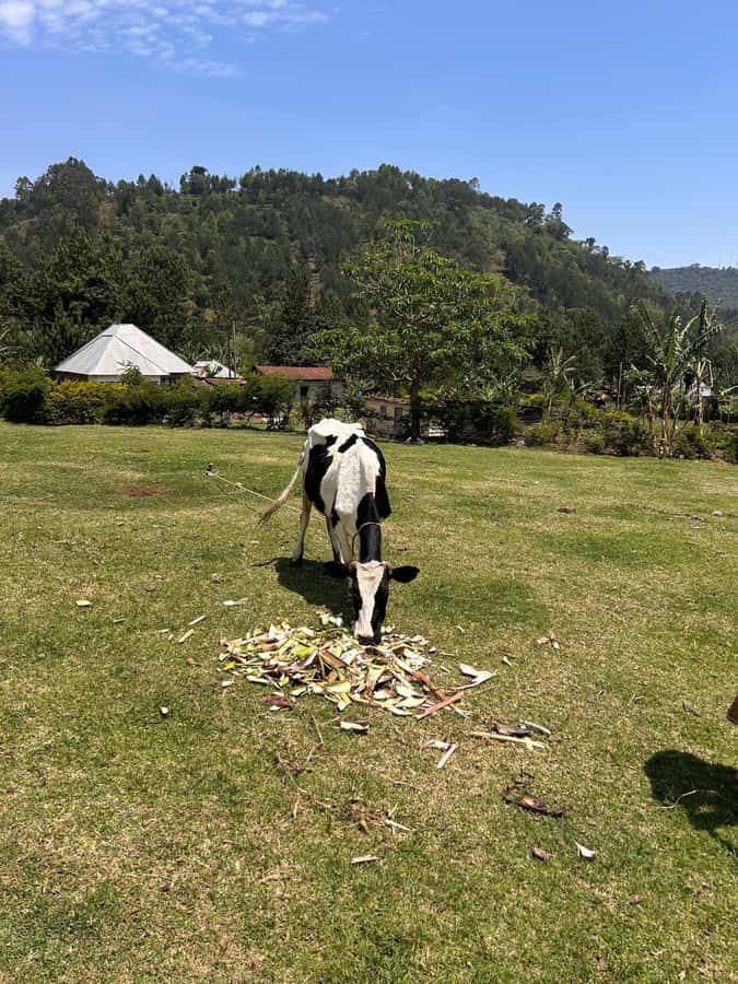 Arusha: Napuru Waterfalls Guided Hike - Key points to know before you book