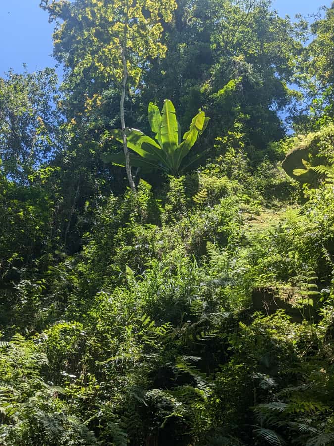 Arusha: Napuru Waterfalls Guided Hike - Entering the forest and watching for monkeys