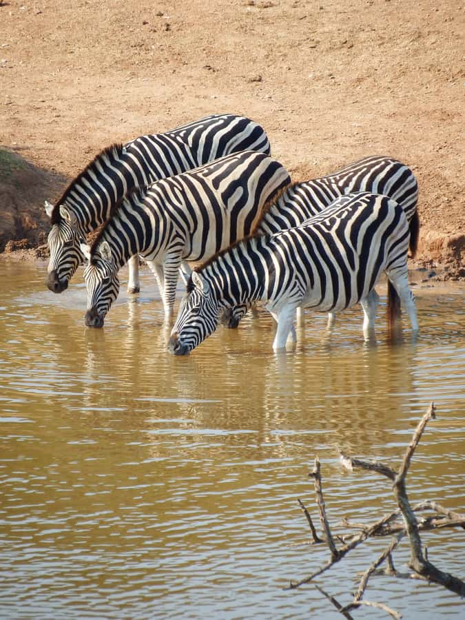 Arusha National Park Day Tour with All-Inclusive - Arusha National Park day tour at a glance
