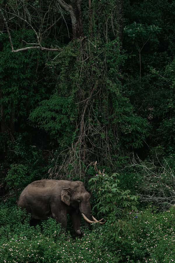 Arusha National Park Day Tour with All-Inclusive - Why this park makes a smart one-day safari