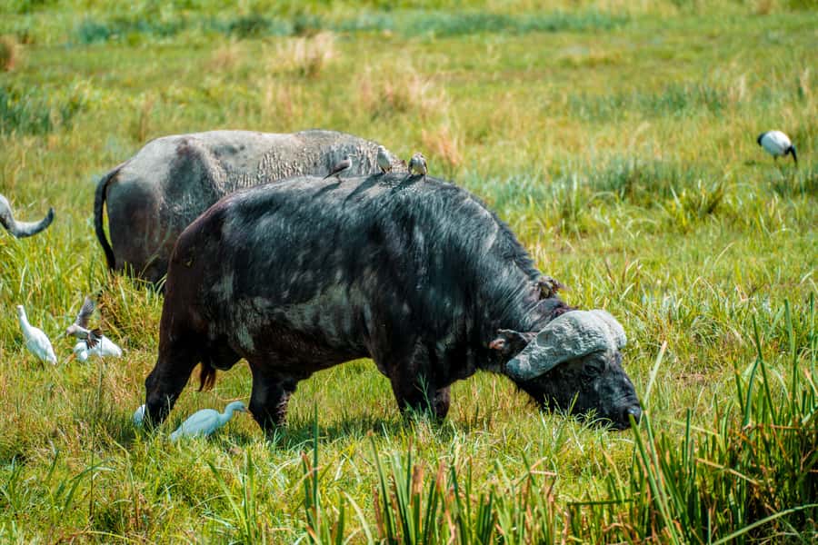 Arusha National Park Day Tour with All-Inclusive - Momella Lake and the afternoon game drive