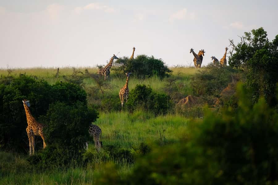 Arusha National Park Day Tour with All-Inclusive - The morning pickup from Arusha or Moshi