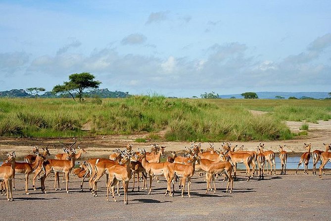 Arusha National Park Day Trip - Wildlife expectations, and what you will not find