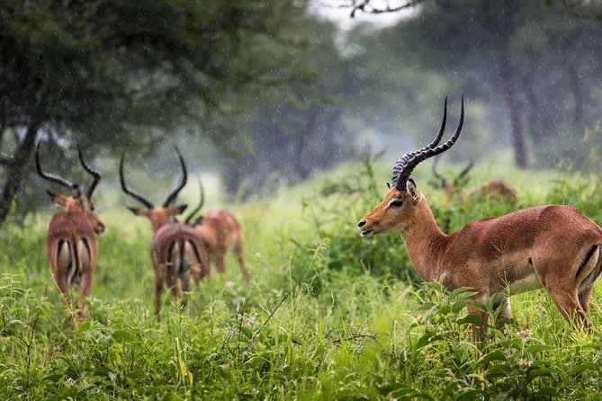 Arusha National Park Day Trip - Timing, transport, and practical planning
